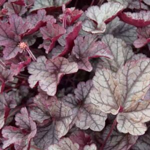 Heuchera 'Silver Scrolls'PBR ---